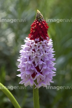 プリムラビアリー の画像素材 花 植物の写真素材ならイメージナビ