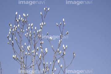 ハクモクレン つぼみ の画像素材 樹木 花 植物の写真素材ならイメージナビ