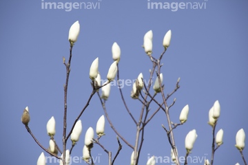 ハクモクレン つぼみ の画像素材 樹木 花 植物の写真素材ならイメージナビ