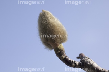 ハクモクレン つぼみ の画像素材 樹木 花 植物の写真素材ならイメージナビ