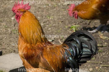 軍鶏 の画像素材 鳥類 生き物の写真素材ならイメージナビ