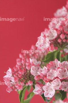 カルミア の画像素材 花 植物の写真素材ならイメージナビ