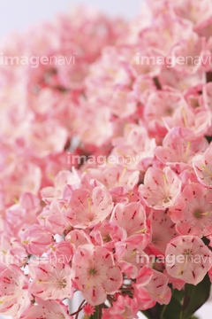 カルミア の画像素材 花 植物の写真素材ならイメージナビ カルミア の画像素材 花 植物の写真素材ならイメージナビ