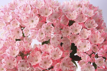 カルミア の画像素材 花 植物の写真素材ならイメージナビ