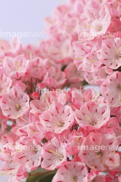 カルミア の画像素材 花 植物の写真素材ならイメージナビ