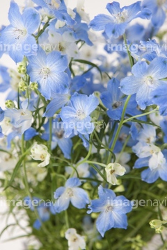 ヒエンソウ の画像素材 花 植物の写真素材ならイメージナビ