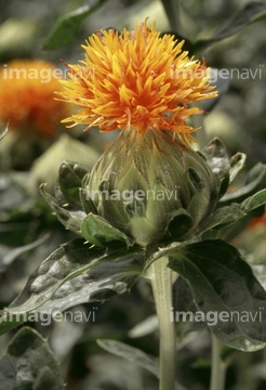 紅花 ロイヤリティフリー の画像素材 花 植物の写真素材ならイメージナビ