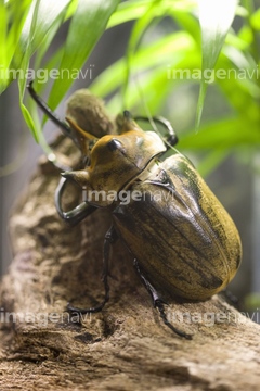 かぶとむし エレファスゾウカブトムシ】（ロイヤリティフリー、写真 