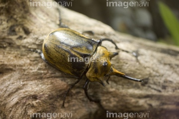 かぶとむし エレファスゾウカブトムシ】（ロイヤリティフリー、写真 