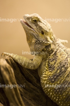 フトアゴヒゲトカゲ の画像素材 爬虫類 両生類 生き物の写真素材ならイメージナビ