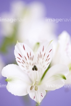 アルストロメリア 花 春 白色 の画像素材 花 植物の写真素材ならイメージナビ