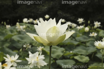 白い蓮 の画像素材 葉 花 植物の写真素材ならイメージナビ