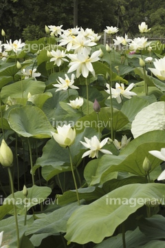 白い蓮 の画像素材 葉 花 植物の写真素材ならイメージナビ