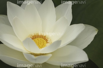 白い蓮 の画像素材 葉 花 植物の写真素材ならイメージナビ