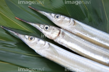 サヨリ の画像素材 魚介 食べ物の写真素材ならイメージナビ