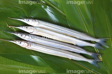 サヨリ の画像素材 生き物 イラスト Cgの写真素材ならイメージナビ