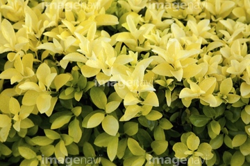 黄金マサキ の画像素材 葉 花 植物の写真素材ならイメージナビ