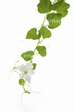 ひょうたんの花 の画像素材 花 植物の写真素材ならイメージナビ