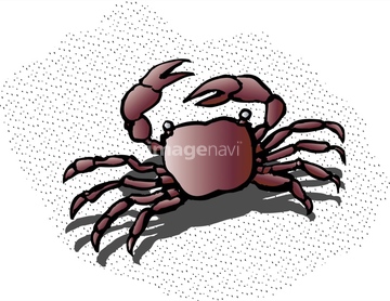 コンプリート 蟹 イラスト リアル ただの動物の画像