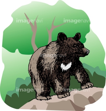 熊 イラスト ツキノワグマ の画像素材 生き物 イラスト Cgのイラスト素材ならイメージナビ