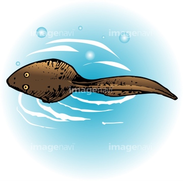 画像素材 生き物 イラスト Cgの写真素材ならイメージナビ