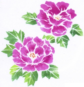ステンシル 花 牡丹 の画像素材 花 植物 イラスト Cgの写真素材ならイメージナビ
