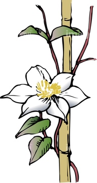 テッセン センニンソウ の画像素材 花 植物の写真素材ならイメージナビ