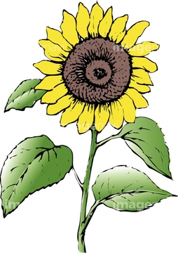 イラスト 手書き 花 ヒマワリ の画像素材 花 植物 イラスト Cgのイラスト素材ならイメージナビ