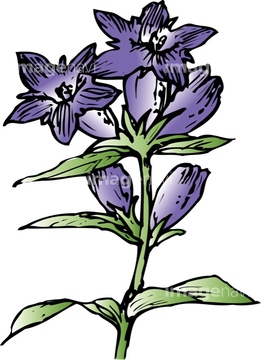 リンドウ イラスト の画像素材 花 植物 イラスト Cgのイラスト素材ならイメージナビ