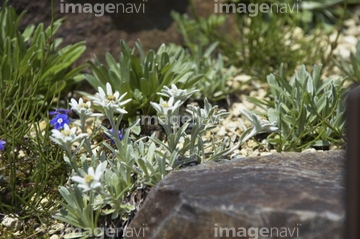 エーデルワイス の画像素材 花 植物の写真素材ならイメージナビ