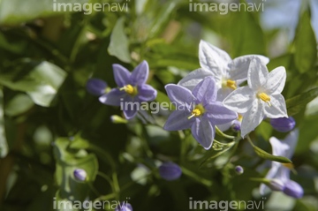 薄紫の花 の画像素材 花 植物の写真素材ならイメージナビ