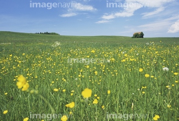花の草原 の画像素材 花 植物の写真素材ならイメージナビ