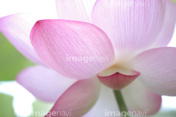 チューリップ 葉 葉脈 の画像素材 葉 花 植物の写真素材ならイメージナビ