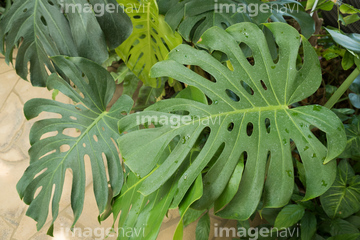 モンステラ の画像素材 その他植物 花 植物の写真素材ならイメージナビ