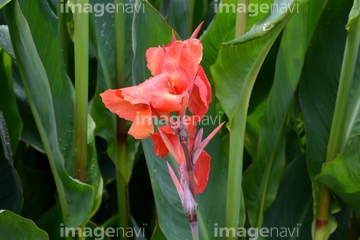 かんな 花 の画像素材 その他植物 花 植物の写真素材ならイメージナビ
