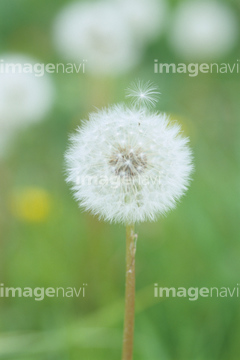 雑草 春 黄色 の画像素材 花 植物の写真素材ならイメージナビ