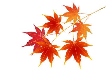 季節のイラスト 秋 イラスト の画像素材 季節 イベント イラスト Cgのイラスト素材ならイメージナビ