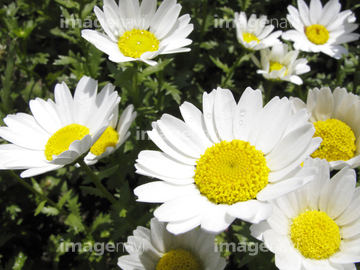 白い菊 の画像素材 花 植物の写真素材ならイメージナビ