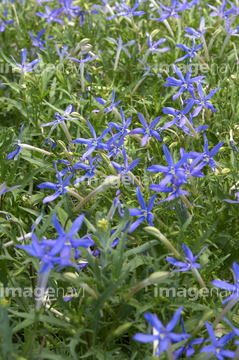 青紫の花 の画像素材 花 植物の写真素材ならイメージナビ