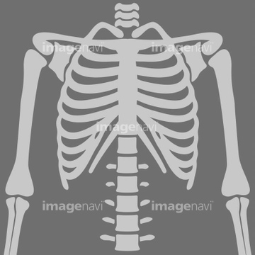 イラスト 上半身 骨 骸骨 の画像素材 医療 イラスト Cgのイラスト素材ならイメージナビ