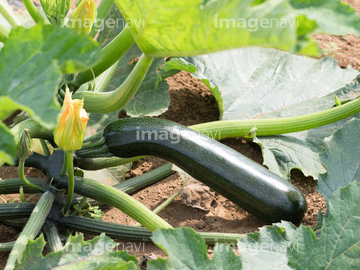 ズッキーニ畑 の画像素材 リゾート 田園 町並 建築の写真素材ならイメージナビ