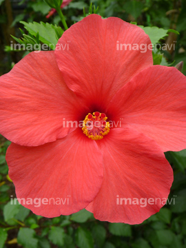 温室の花 の画像素材 花 植物の写真素材ならイメージナビ