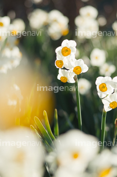 ナルシス の画像素材 花 植物の写真素材ならイメージナビ