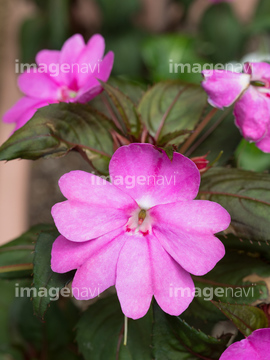 アフリカホウセンカ の画像素材 花 植物の写真素材ならイメージナビ