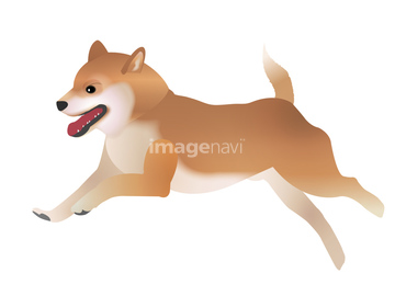 小型犬 イラスト 柴犬 の画像素材 生き物 イラスト Cgのイラスト素材ならイメージナビ