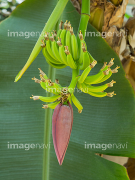 バナナの花 の画像素材 健康管理 ライフスタイルの写真素材ならイメージナビ