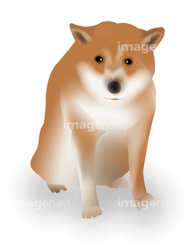 犬のイラスト特集 柴犬 イラスト の画像素材 年賀 グリーティングのイラスト素材ならイメージナビ