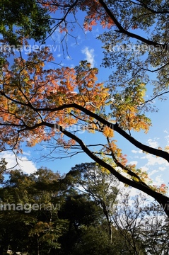 ハゼノキ の画像素材 樹木 花 植物の写真素材ならイメージナビ