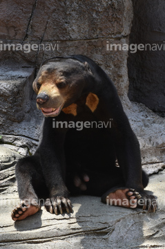 マレーグマ の画像素材 陸の動物 生き物の写真素材ならイメージナビ