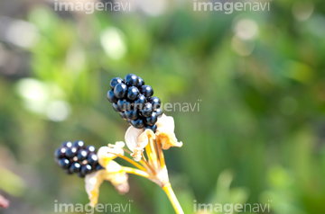 黒い種 の画像素材 その他植物 花 植物の写真素材ならイメージナビ